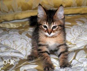 Mostly People favorite cat Pixie-bob kitten available for