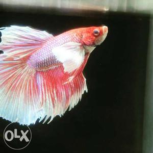 Need BETTA FISHES wholesale dealer..just message