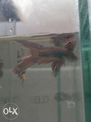 New stock female fig hter fish for sale 60 per