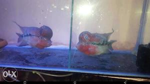 Orange And Gray Cichlid Flowerhorn 100 to  cell
