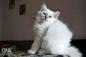 Orginal cat breed Birman kitten afordable price for sale