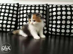 Orignal Persian Kittens Available for Sale