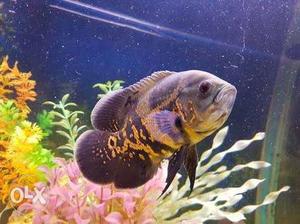 Oscar fish pair