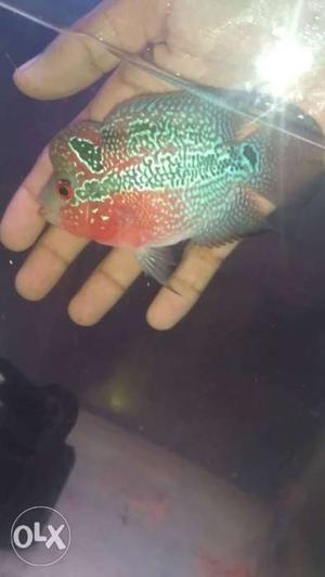 PN super red flowerhorn