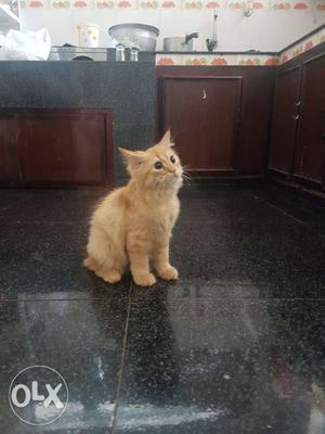 Persian Kitten 3 Months Old when calling mention