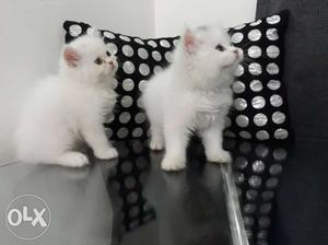 Persian Male Female Kittens Pair Available for