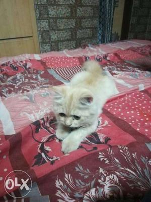 Persian cat 5months old