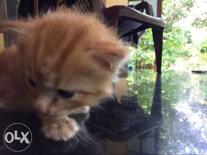 Persian cat for sale 1 month old Pic of the mother cat is