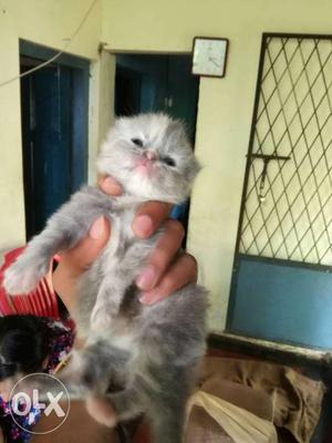 Persian cat kittens for sale