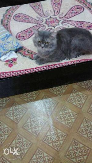 Persian cat silver gray, male
