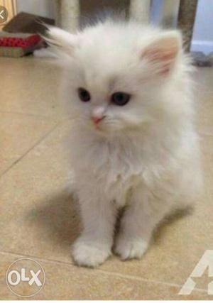 Persian kitten male and female available for sale