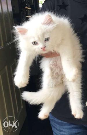 Persian kittens 2.5 month old Good breed, toilet