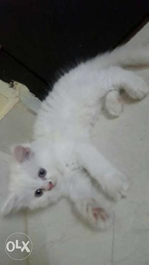 Persian kittens Long-coated for sale