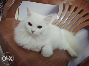 Persian lady Cat... 6 month old...