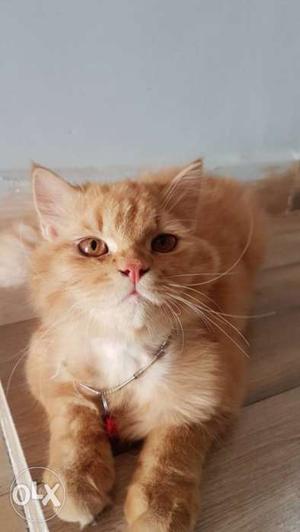Persian male cat.. age 6 months..