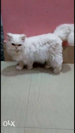 Persian male cat for sale... age is 11months old
