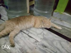 Persian male cat urgent for sale