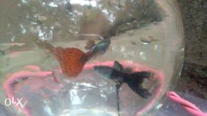 Puli colour and Moscow blue guppies. pair 40 for
