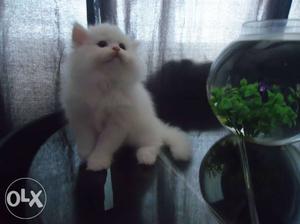 Pure Persian Snow White Female Kitten Available