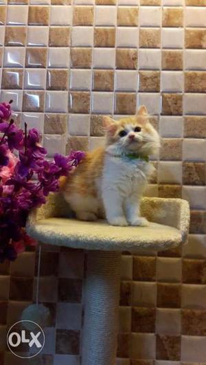 Pure Persian cat healthy active and play full