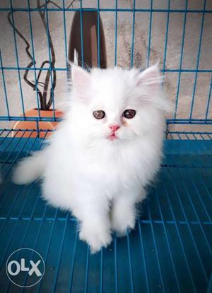 Pure Snow White Blue Eyes Persian Kittens