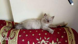 Pure blue eyes himaliyan kitten available for sell