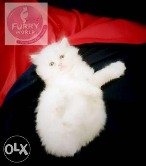 Pure breed Persian White Kitten available at Furry World in