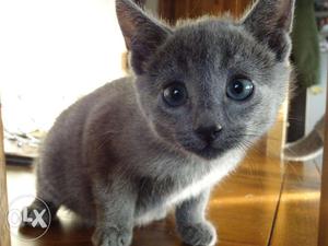Pure breed of cat make your home kitten Russian Blue for