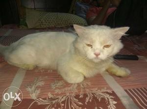 Pure persian big male breeder cat Very fast