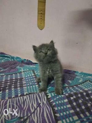 Pure presion cat male female available full