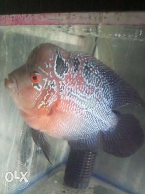 Quality pearly flowerhorn fish