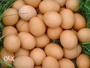 RS 500 for 100 BV380 Eggs.Place Ramapuram.Can Supply 50 Eggs
