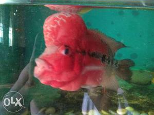 Red And Brown Flowerhorn