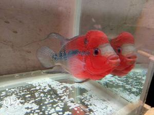 Red And Gray Flowerhorn Chichlid