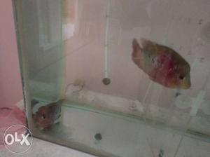 Red And Gray Flowerhorn Cichlid