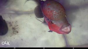 Red And Gray Flowerhorn Fish./7