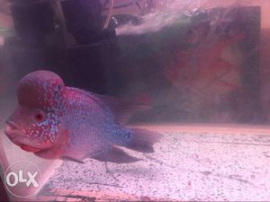 Red And Pink Flowerhorn Fish full active fish