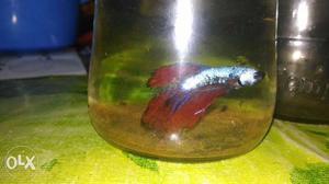 Red And white blue betta fish