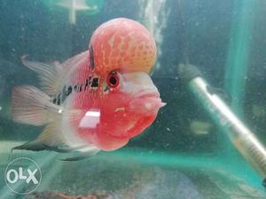 Red Dragon Flowerhorn 4" For sale. Only Genuine