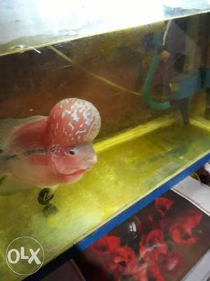 Red Flowerhorn Chichlid