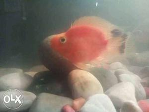 Red Parot Fish