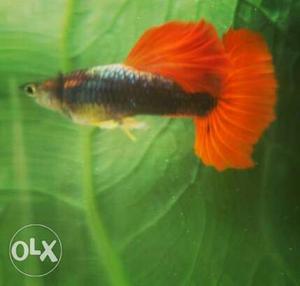 Red Tuxido High Dorsal Guppy For Sale.. Red