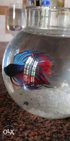 Red and blue betta fish for sale