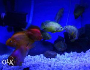 Red and yellow parrott fishes & oscars