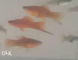 Red sword tail fish for sale 10rs per piece
