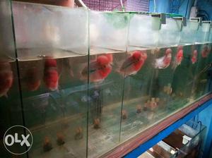 Same like Batch flower horn fish for sale with