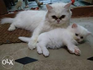 Semi punch male Persian kitten