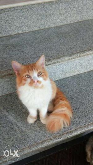 Semi punch persian cat 5 months old for sale...