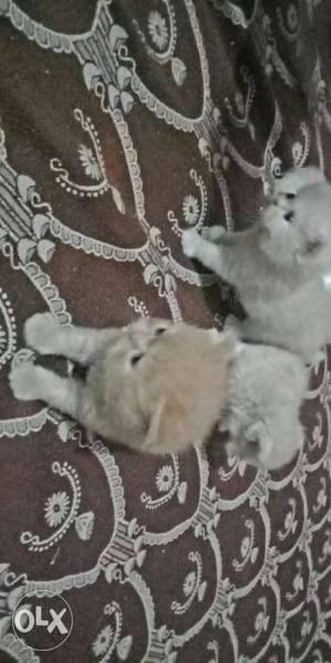 Semi punch persian kitten available for sale