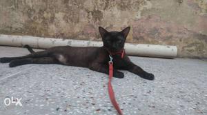 Short-coated Black male Cat argent sale
